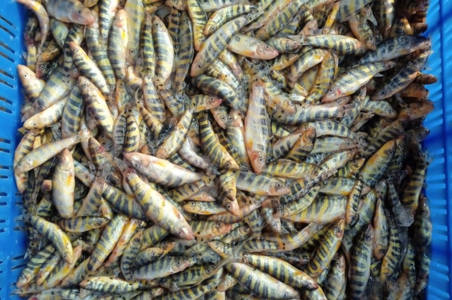 Fish