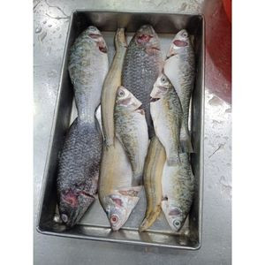 Pachmishali with Large fish