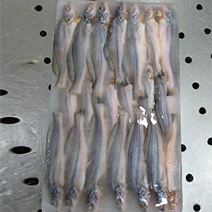 Tengra